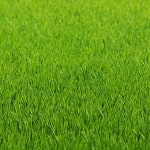 Купить газонную траву в мешках 20 кг - универсальная, спортивная