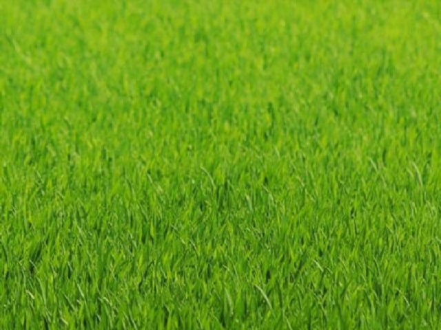 Трава газонная универсальная для разных типов газонов, 20 кг